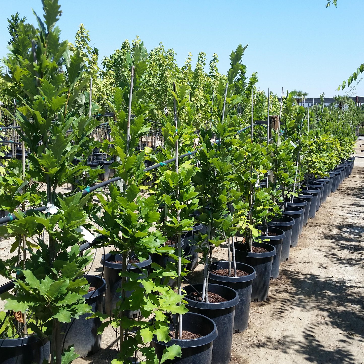 Quercus Robur Kindred Spirit - View 7 from www redcrocus com