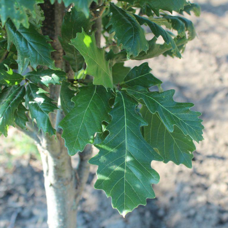Quercus Robur Kindred Spirit - View 8 from www redcrocus com