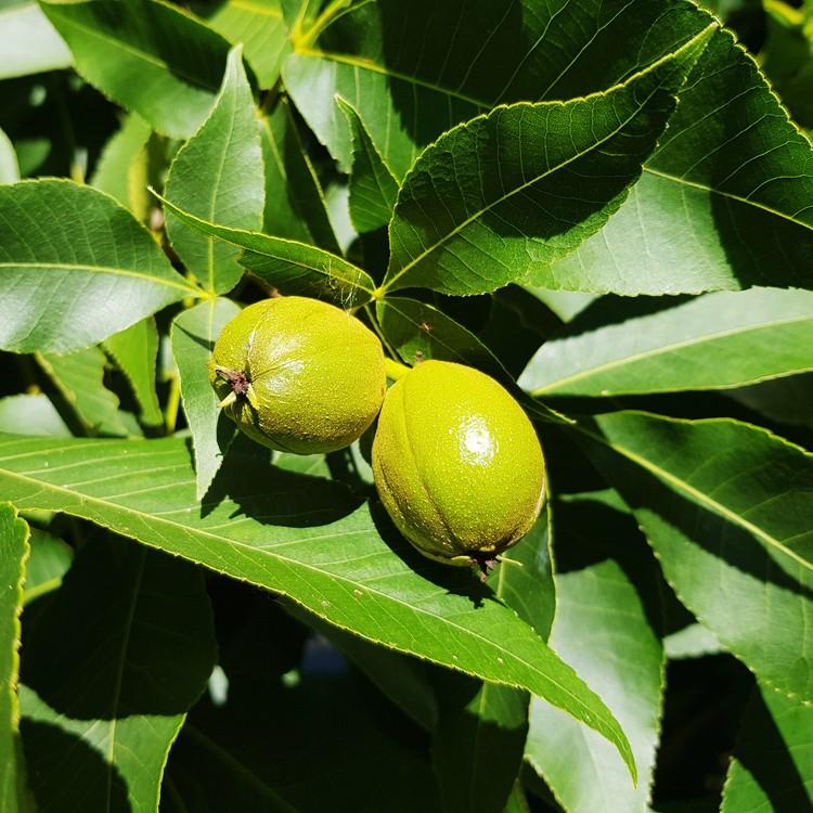Carya Ovata - View 13 from www redcrocus com