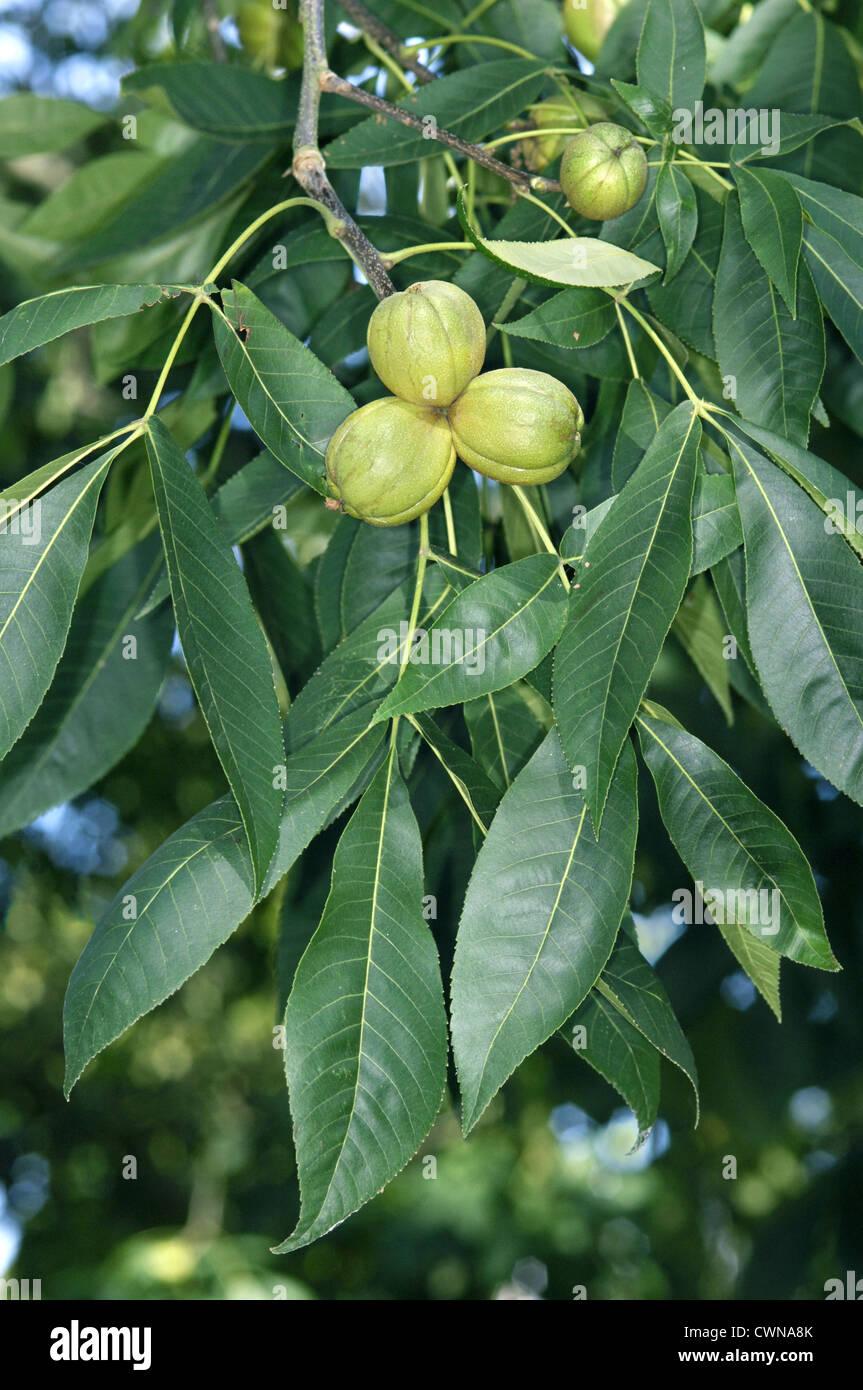 Carya Ovata - View 16 from www redcrocus com