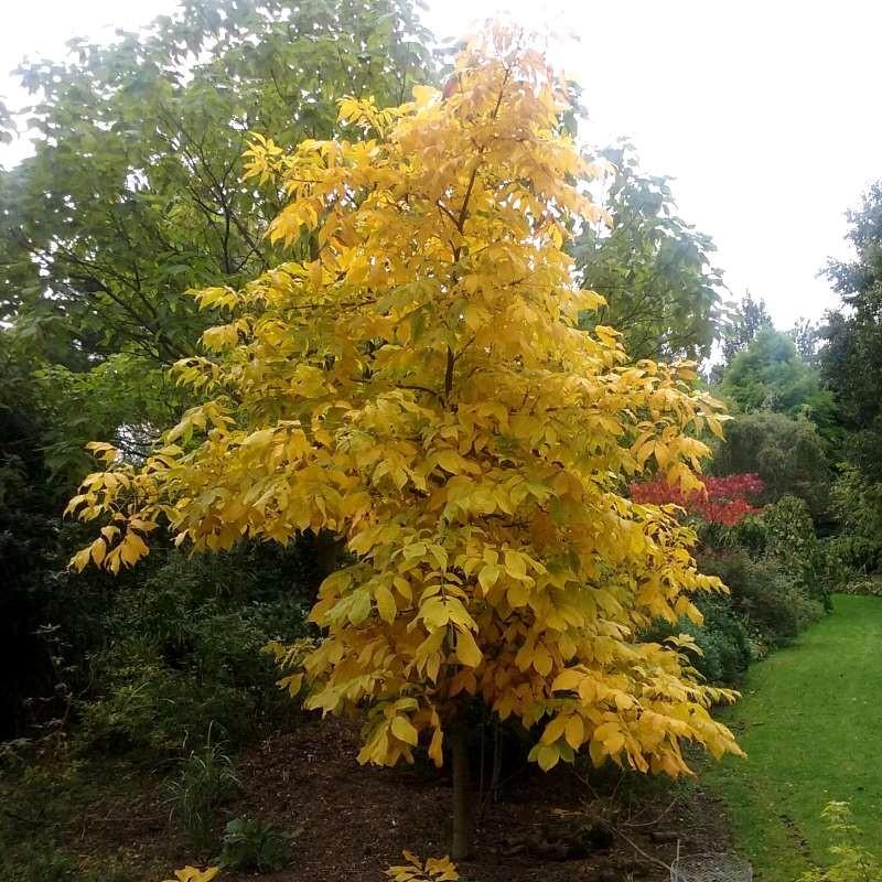 Carya Ovata - View 4 from www redcrocus com