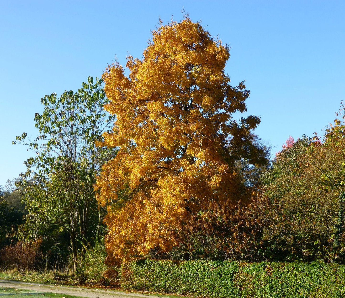 Carya Ovata - View 5 from www redcrocus com