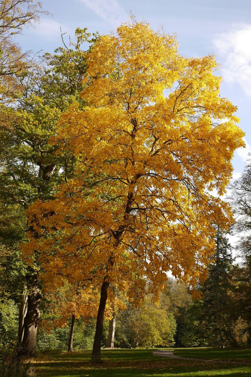 Carya Ovata - View 8 from www redcrocus com