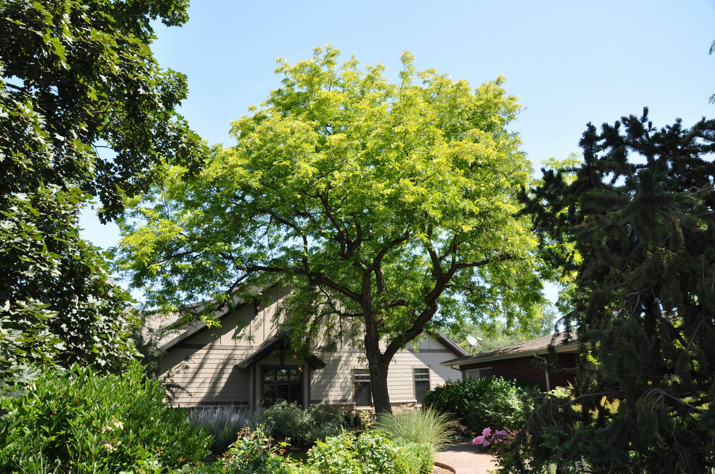 Gleditsia Triacanthos 'shademaster' Single Stem - View 9 from www redcrocus com