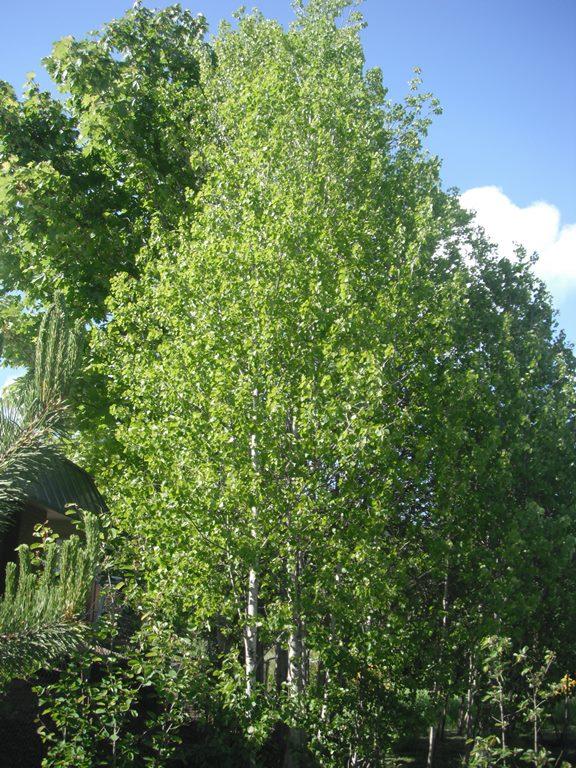 Populus Tremloides Single Stem - View 15 from www redcrocus com