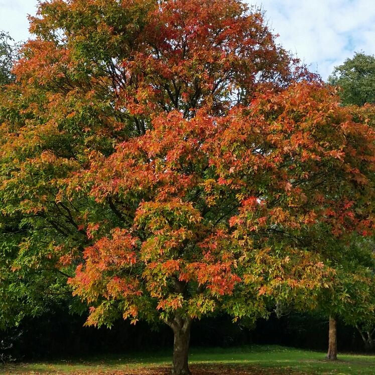 Acer Triflorum - View 13 from www redcrocus com