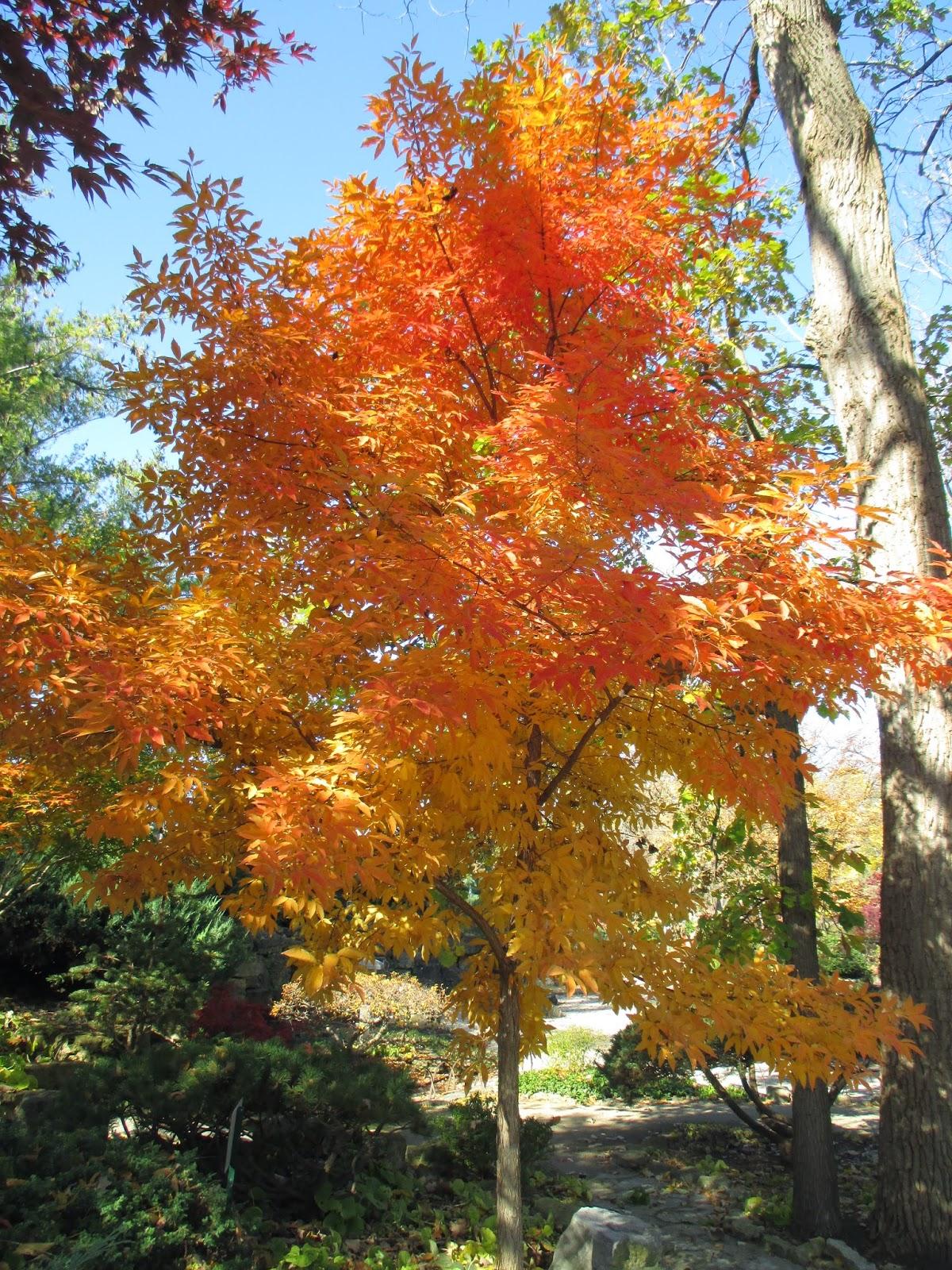 Acer Triflorum - View 3 from www redcrocus com