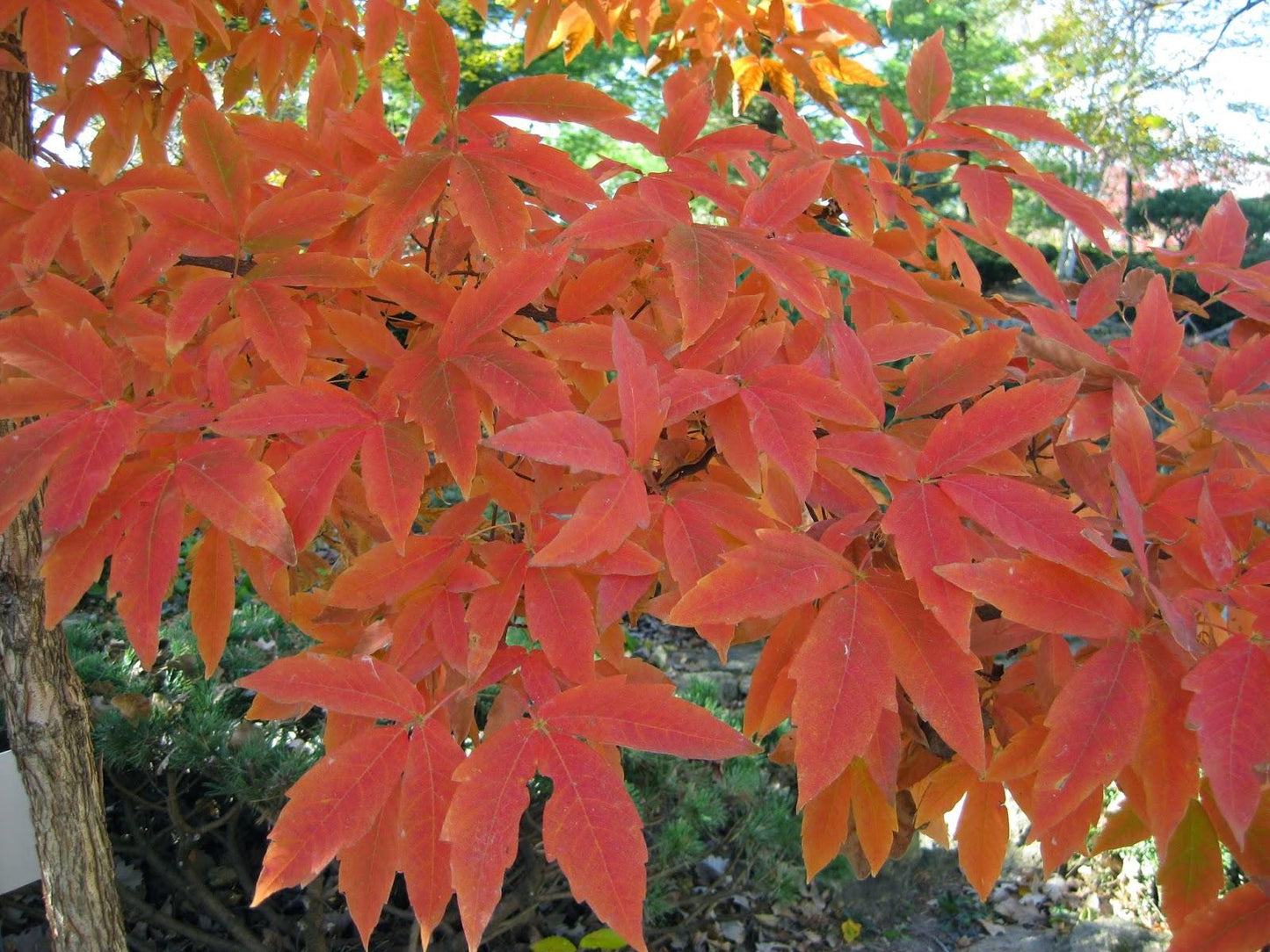 Acer Triflorum - View 8 from www redcrocus com