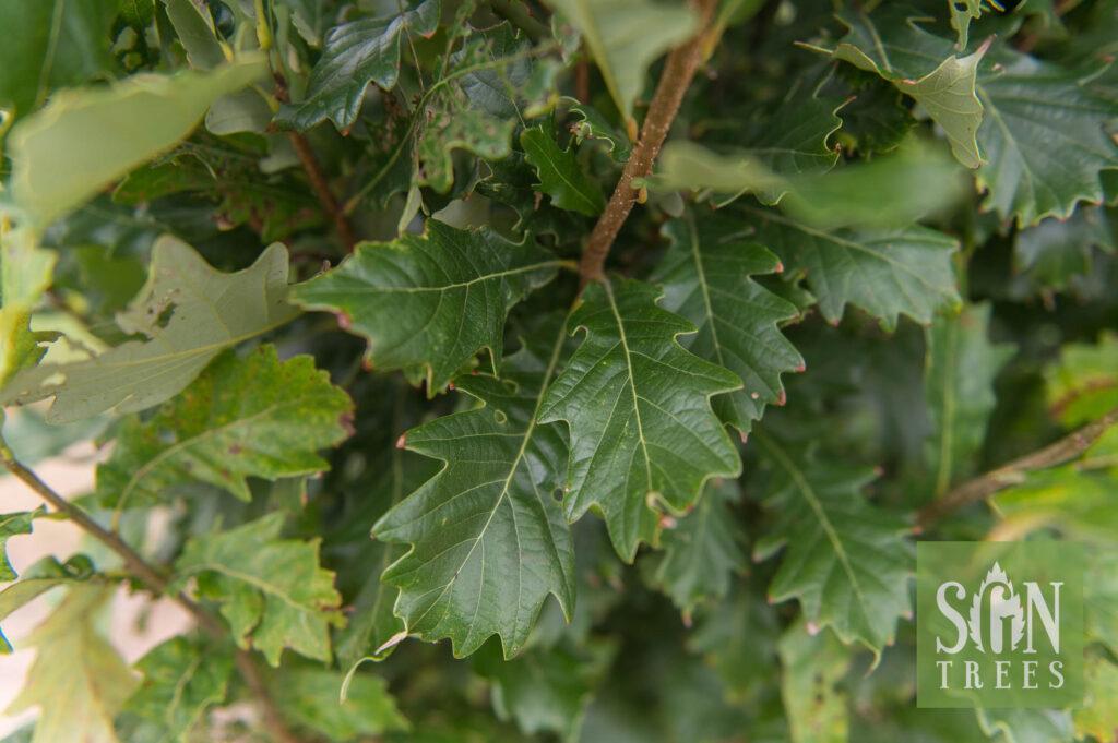 Quercus Robur Kindred Spirit - View 13 from www redcrocus com