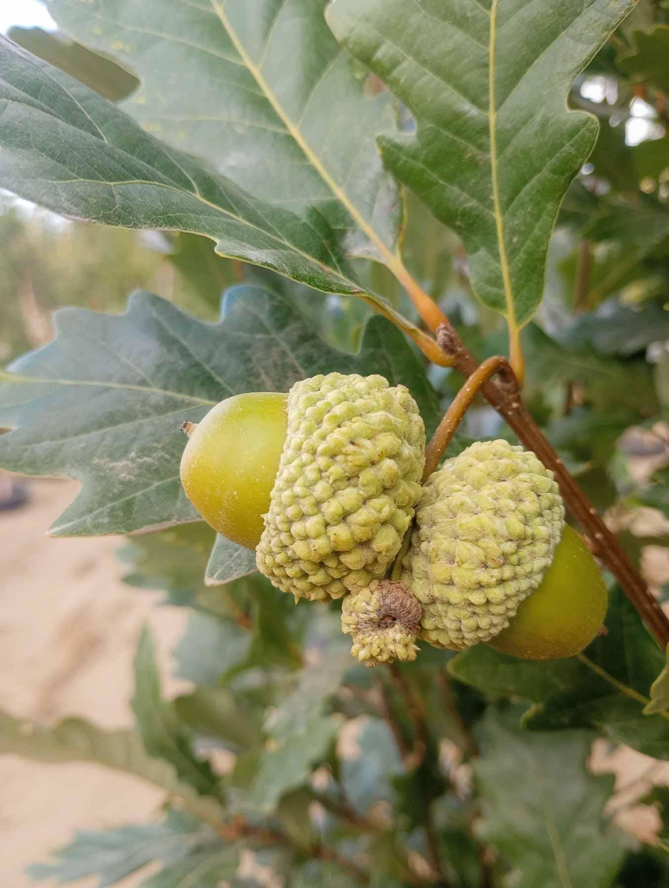 Quercus Robur Kindred Spirit - View 19 from www redcrocus com