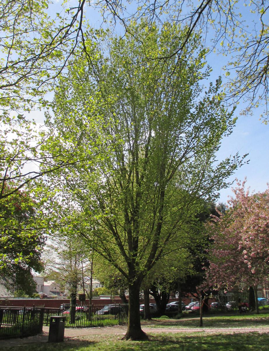 Ulmus New Horizon - View 10 from www redcrocus com