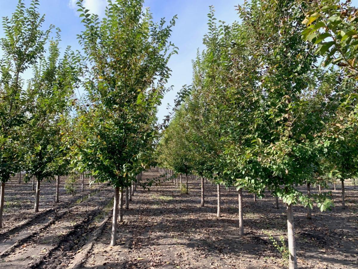 Ulmus New Horizon - View 12 from www redcrocus com
