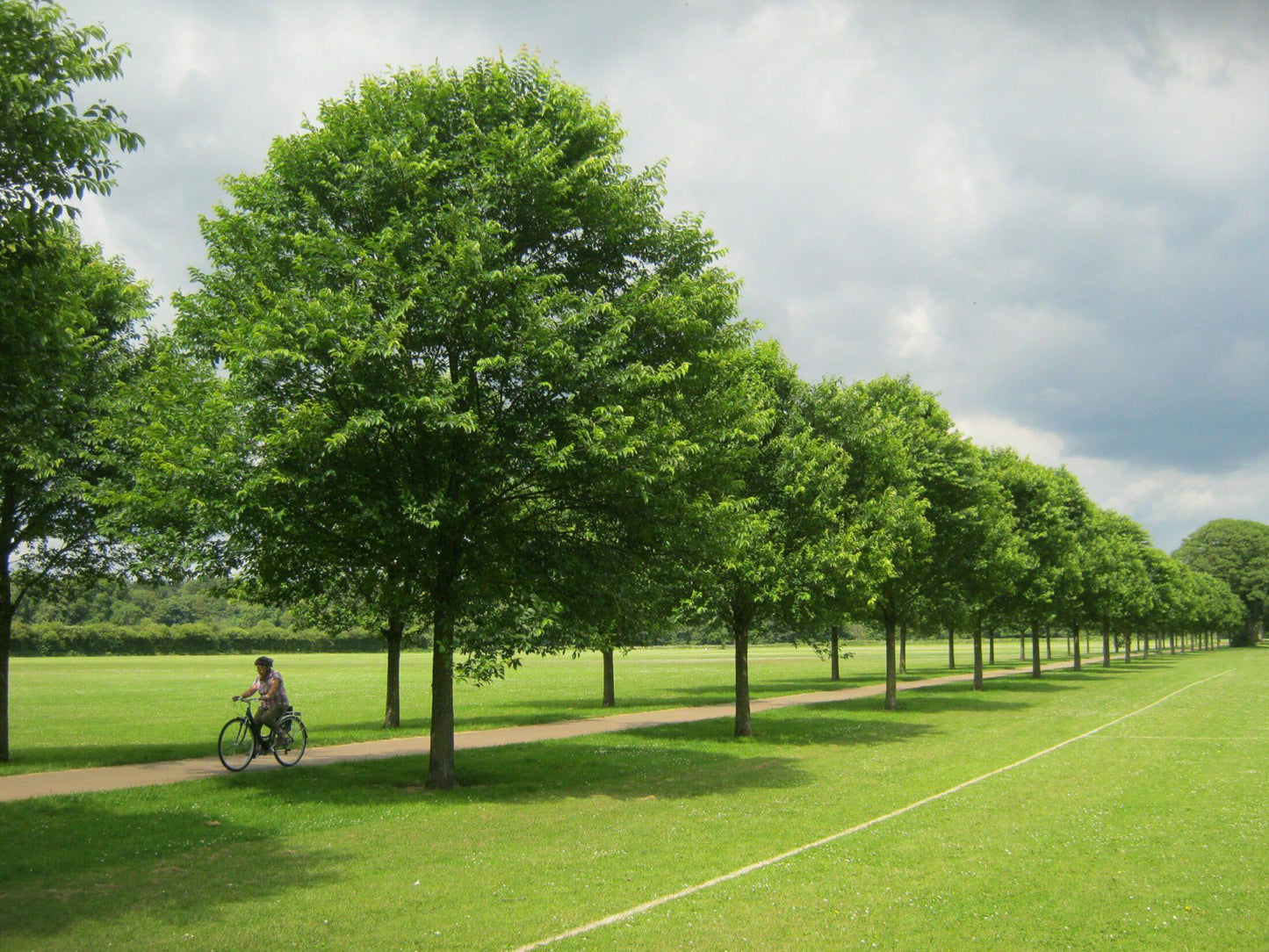 Ulmus New Horizon - View 3 from www redcrocus com