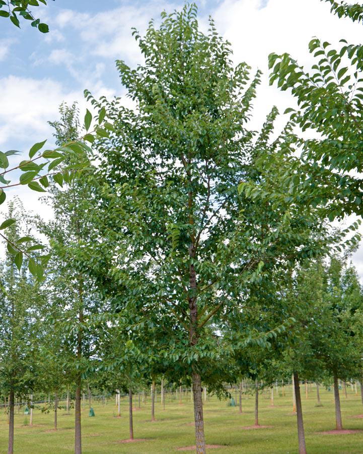 Ulmus New Horizon - View 9 from www redcrocus com