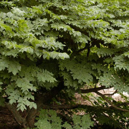 Gymnocladus Dioicus Espresso - View 15 from www redcrocus com