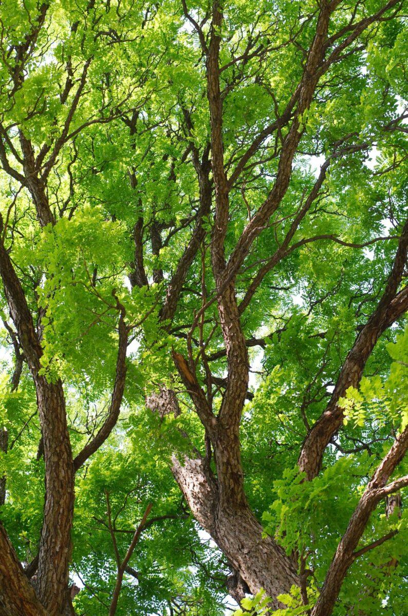 Gymnocladus Dioicus Espresso - View 9 from www redcrocus com