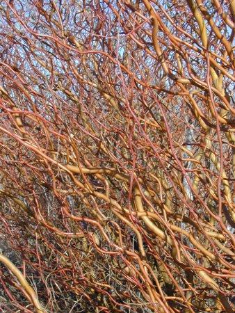 Salix Golden Curls Single Stem - View 10 from www redcrocus com