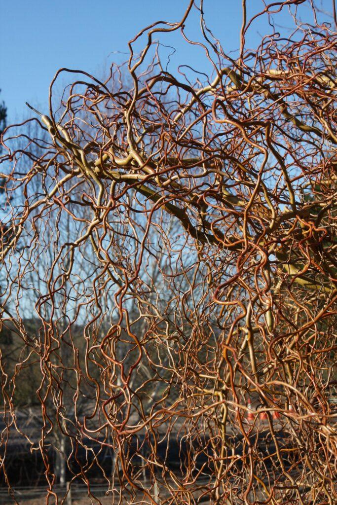 Salix Golden Curls Single Stem - View 11 from www redcrocus com
