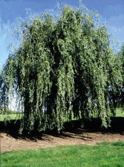 Salix Golden Curls Single Stem - View 12 from www redcrocus com