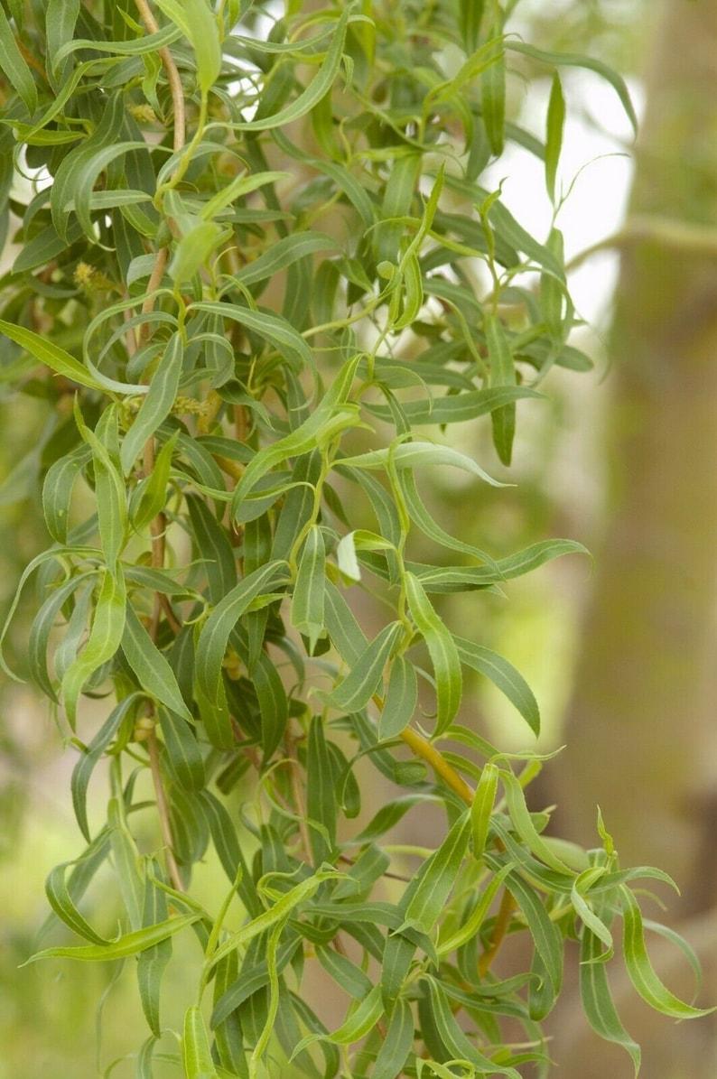 Salix Golden Curls Single Stem - View 13 from www redcrocus com