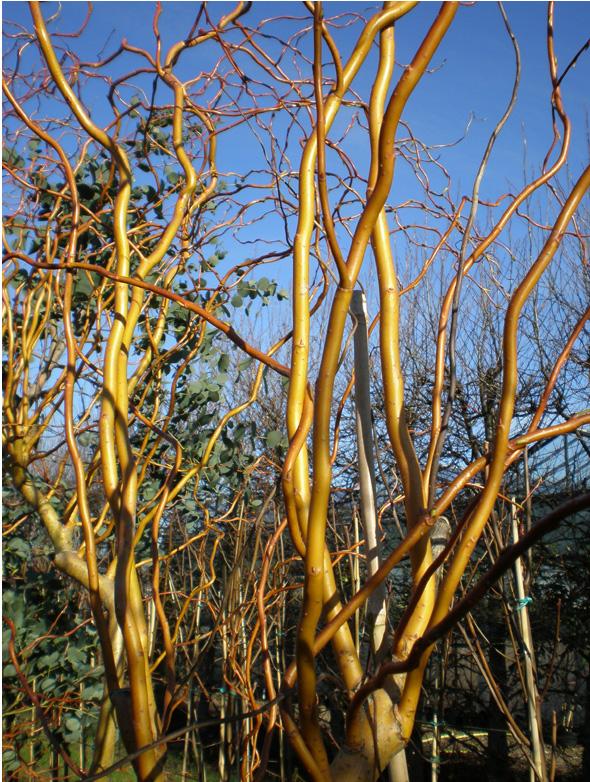 Salix Golden Curls Single Stem - View 15 from www redcrocus com