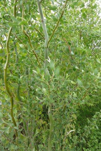 Salix Golden Curls Single Stem - View 16 from www redcrocus com