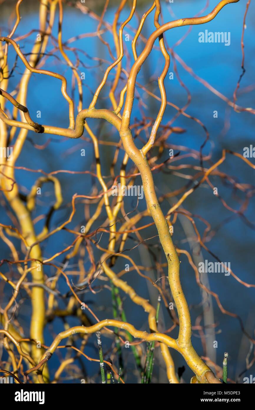 Salix Golden Curls Single Stem - View 17 from www redcrocus com
