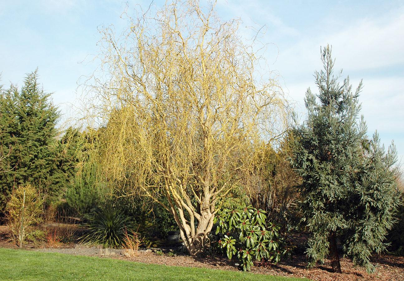Salix Golden Curls Single Stem - View 1 from www redcrocus com