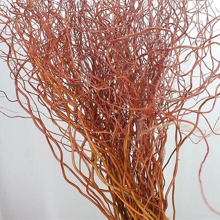 Salix Golden Curls Single Stem - View 2 from www redcrocus com