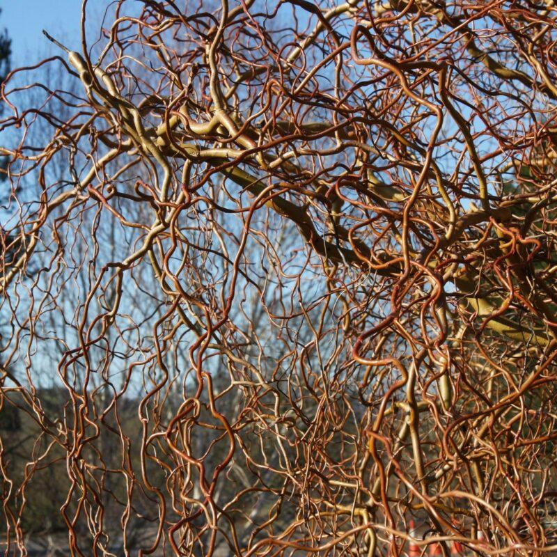 Salix Golden Curls Single Stem - View 3 from www redcrocus com
