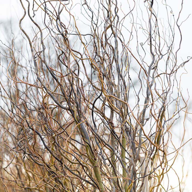 Salix Golden Curls Single Stem - View 4 from www redcrocus com