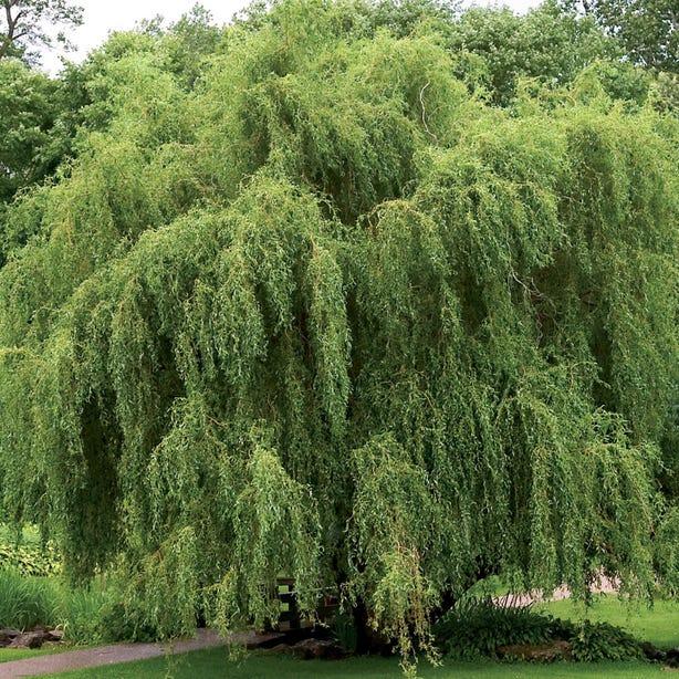 Salix Golden Curls Single Stem - View 6 from www redcrocus com