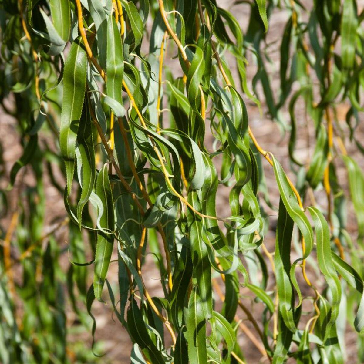 Salix Golden Curls Single Stem - View 7 from www redcrocus com