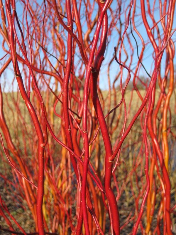 Salix Golden Curls Single Stem - View 8 from www redcrocus com