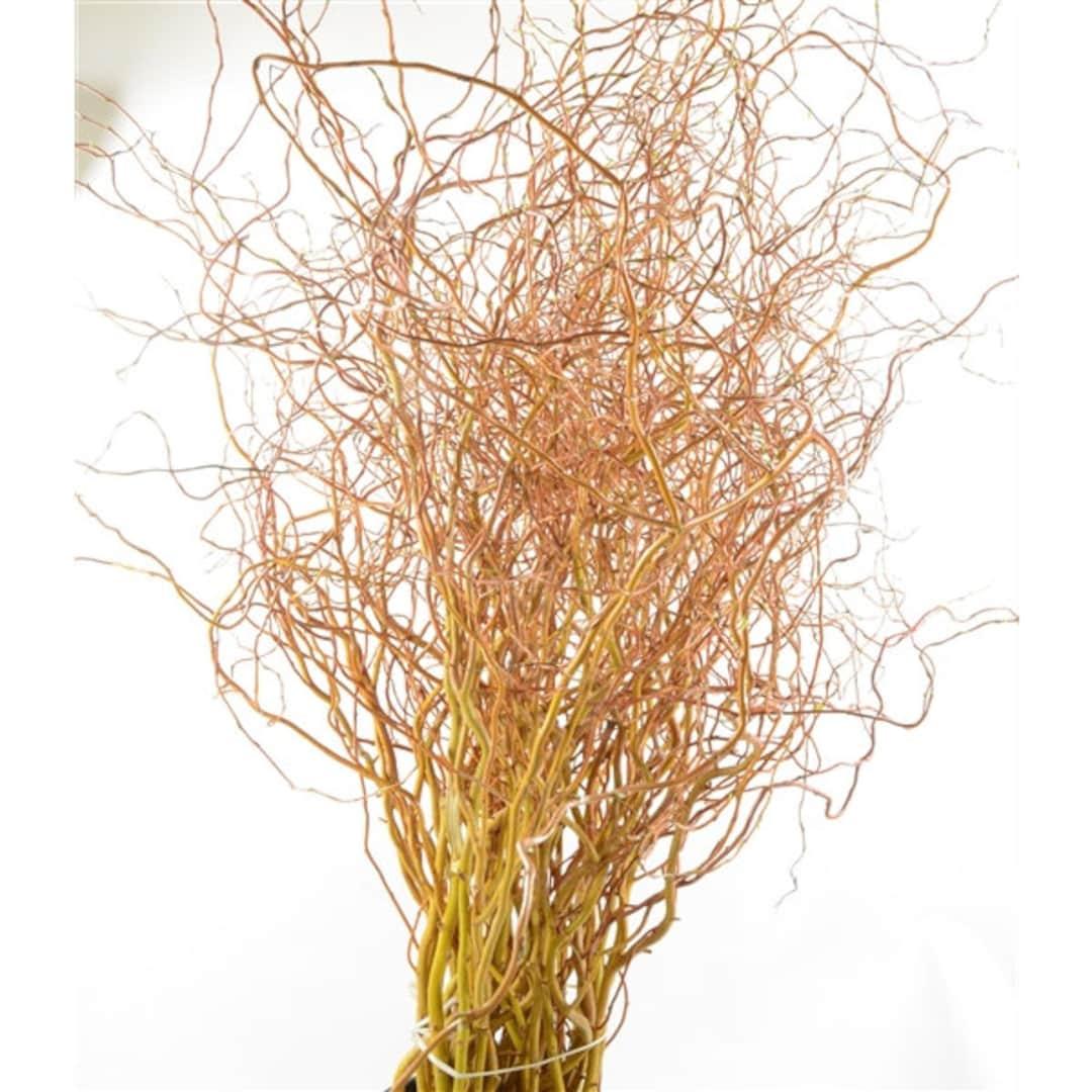Salix Golden Curls Single Stem - View 9 from www redcrocus com