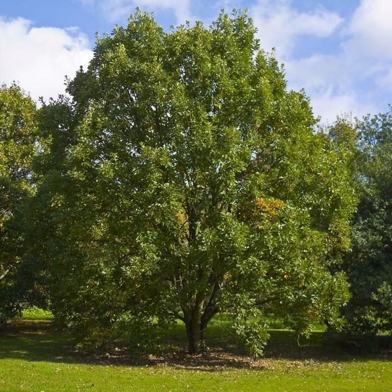 Quercus Bicolor - View 14 from www redcrocus com