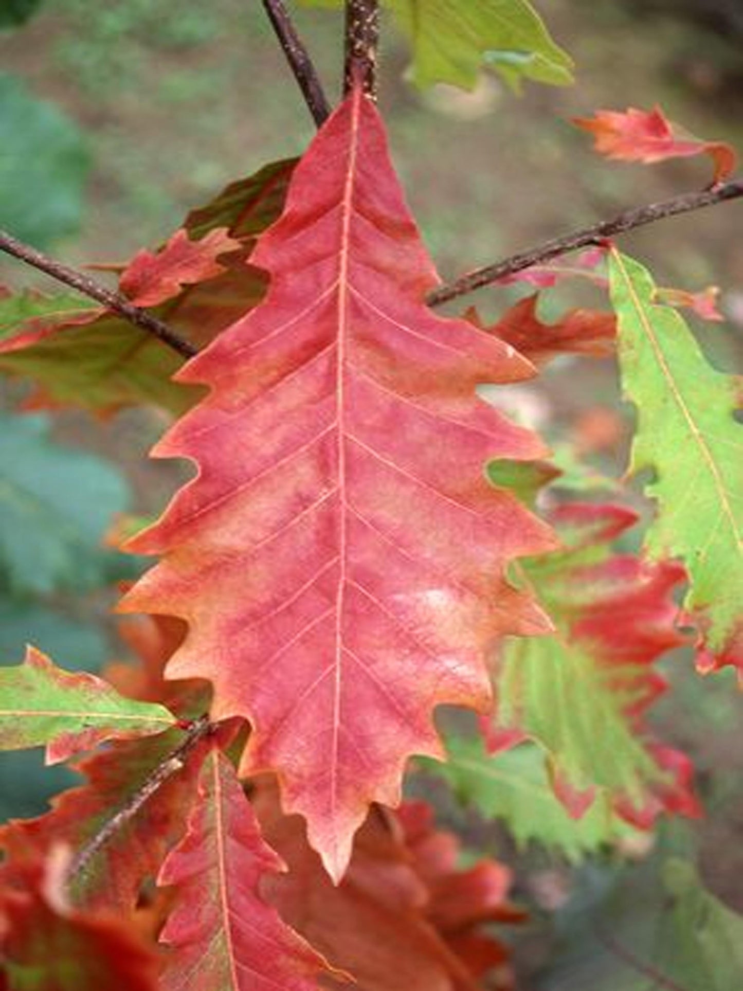 Quercus Bicolor - View 17 from www redcrocus com