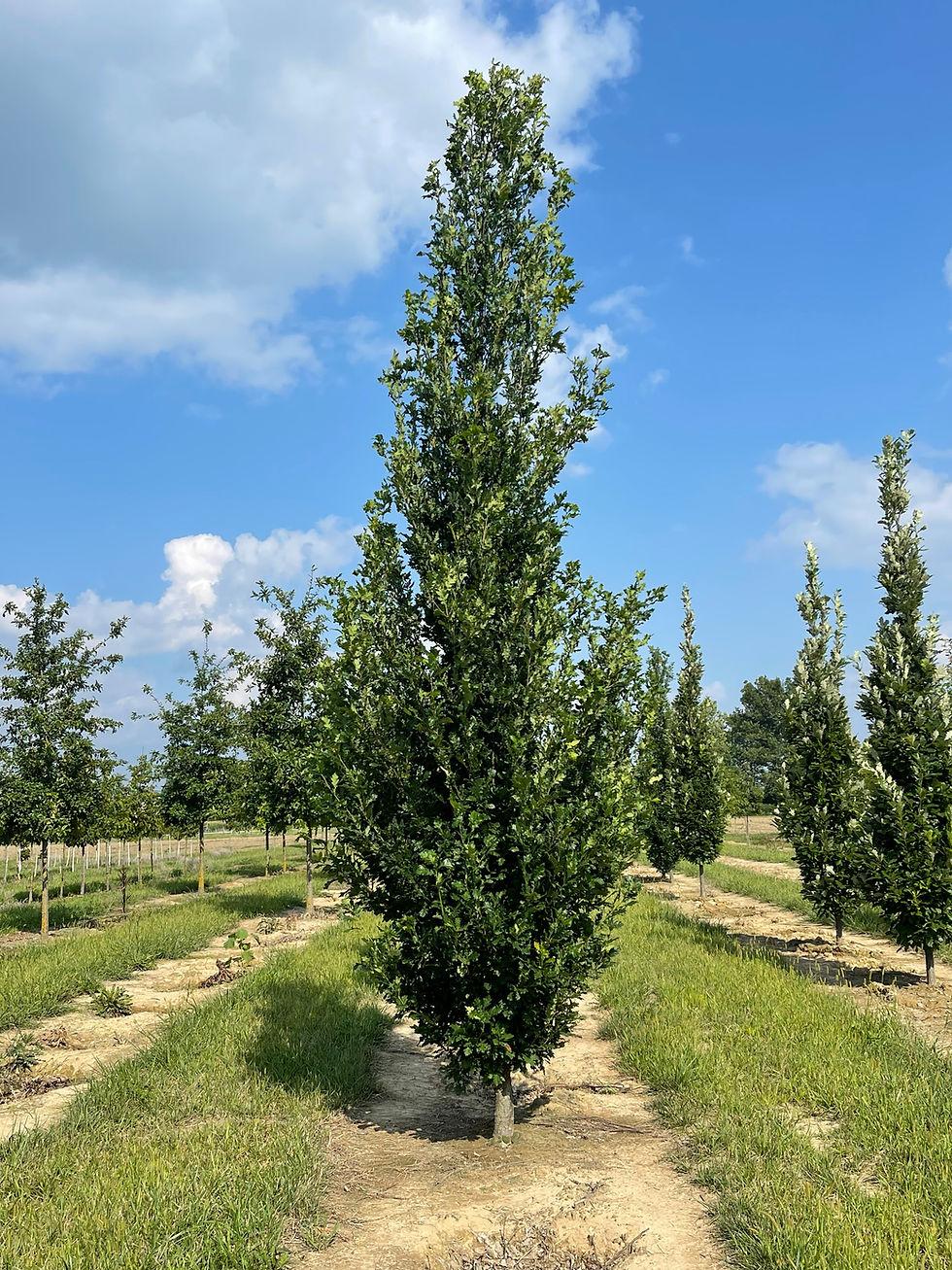 Quercus Robur Skinny Genes - View 11 from www redcrocus com