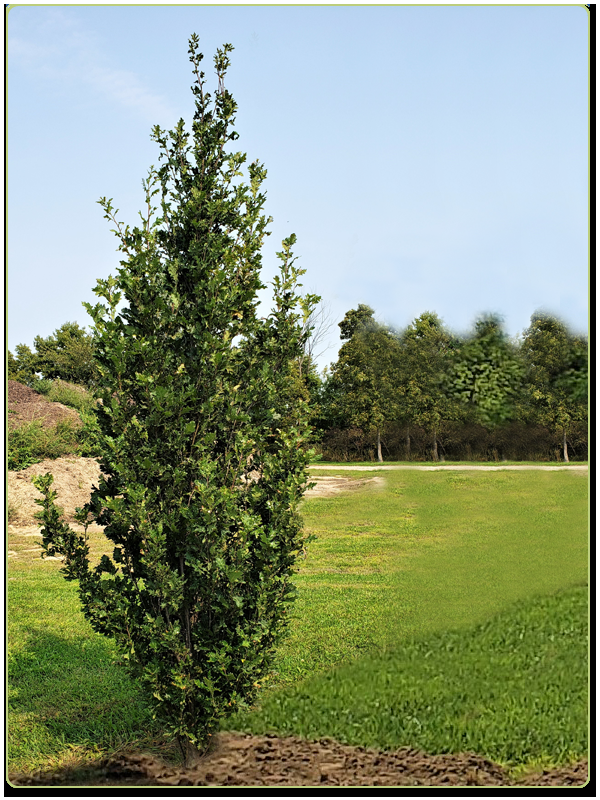 Quercus Robur Skinny Genes - View 11 from www redcrocus com