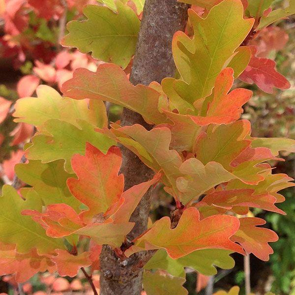 Quercus Robur Skinny Genes - View 12 from www redcrocus com