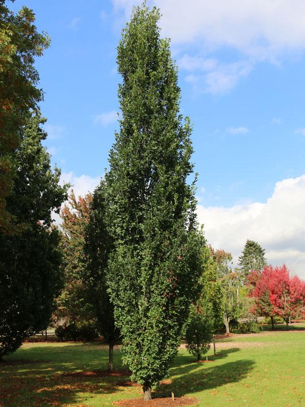Quercus Robur Skinny Genes - View 15 from www redcrocus com