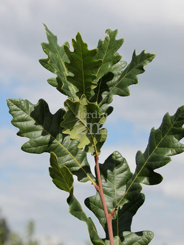 Quercus Robur Skinny Genes - View 1 from www redcrocus com