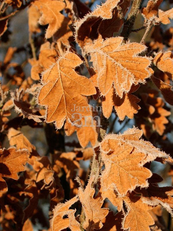 Quercus Robur Skinny Genes - View 2 from www redcrocus com