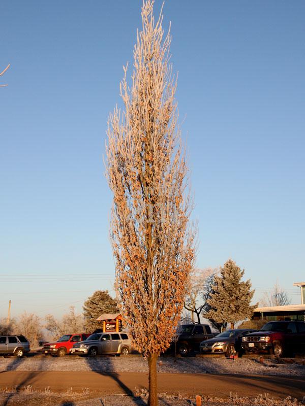 Quercus Robur Skinny Genes - View 3 from www redcrocus com