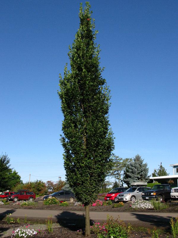 Quercus Robur Skinny Genes - View 4 from www redcrocus com