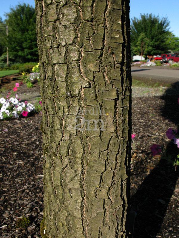 Quercus Robur Skinny Genes - View 5 from www redcrocus com