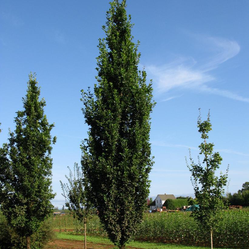 Quercus Robur Skinny Genes - View 6 from www redcrocus com