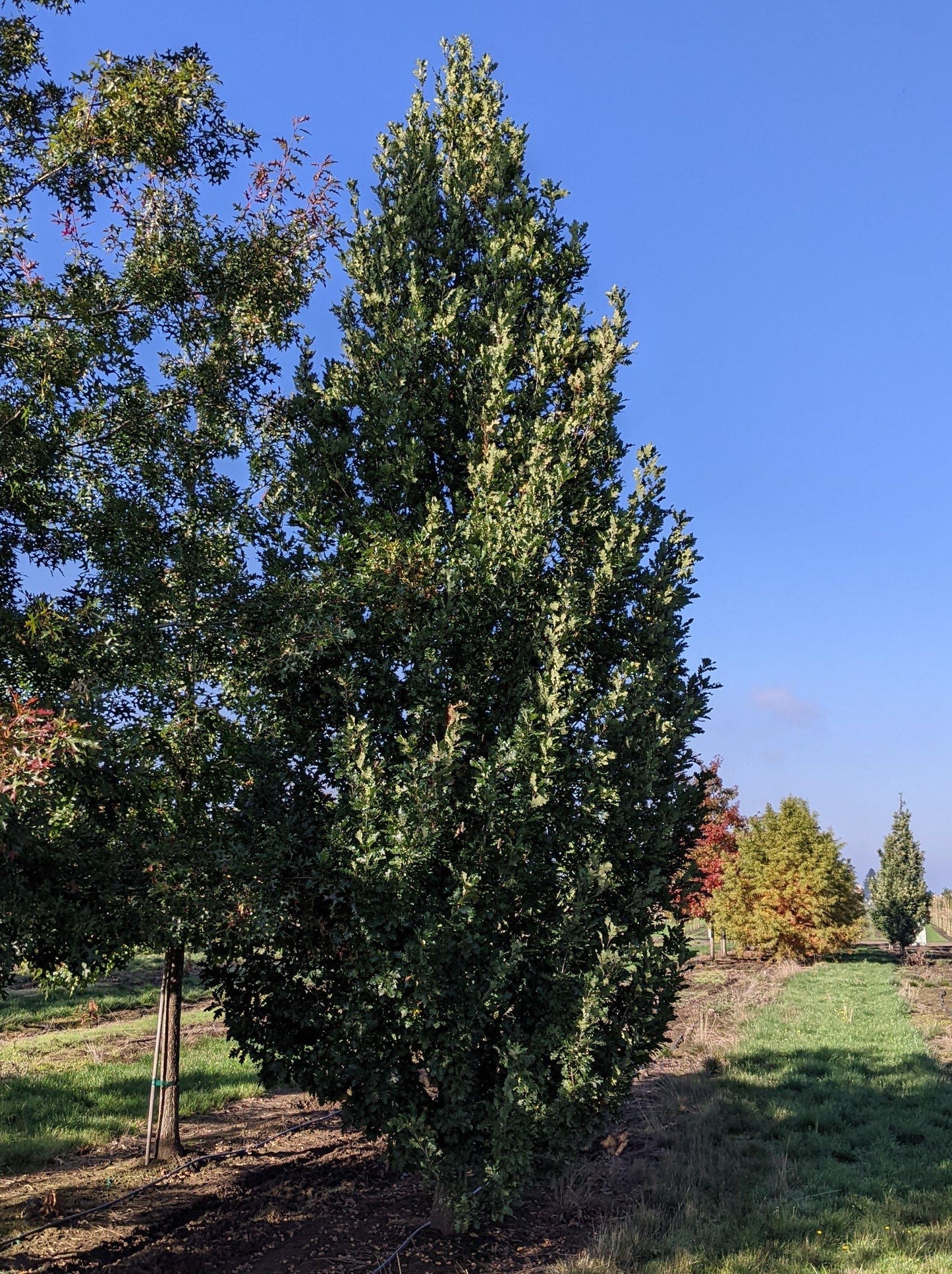 Quercus Robur Skinny Genes - View 7 from www redcrocus com