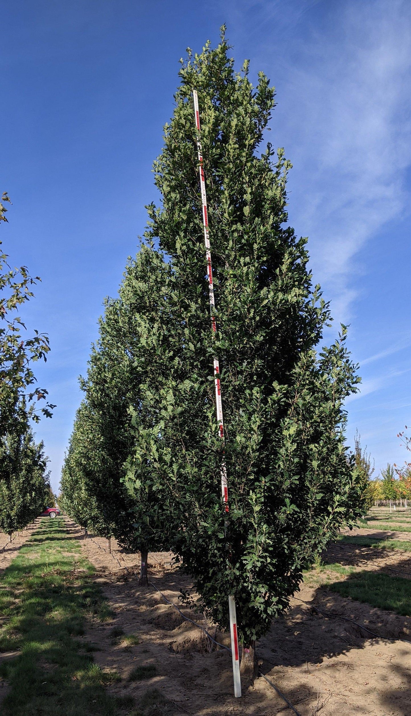Quercus Robur Skinny Genes - View 8 from www redcrocus com