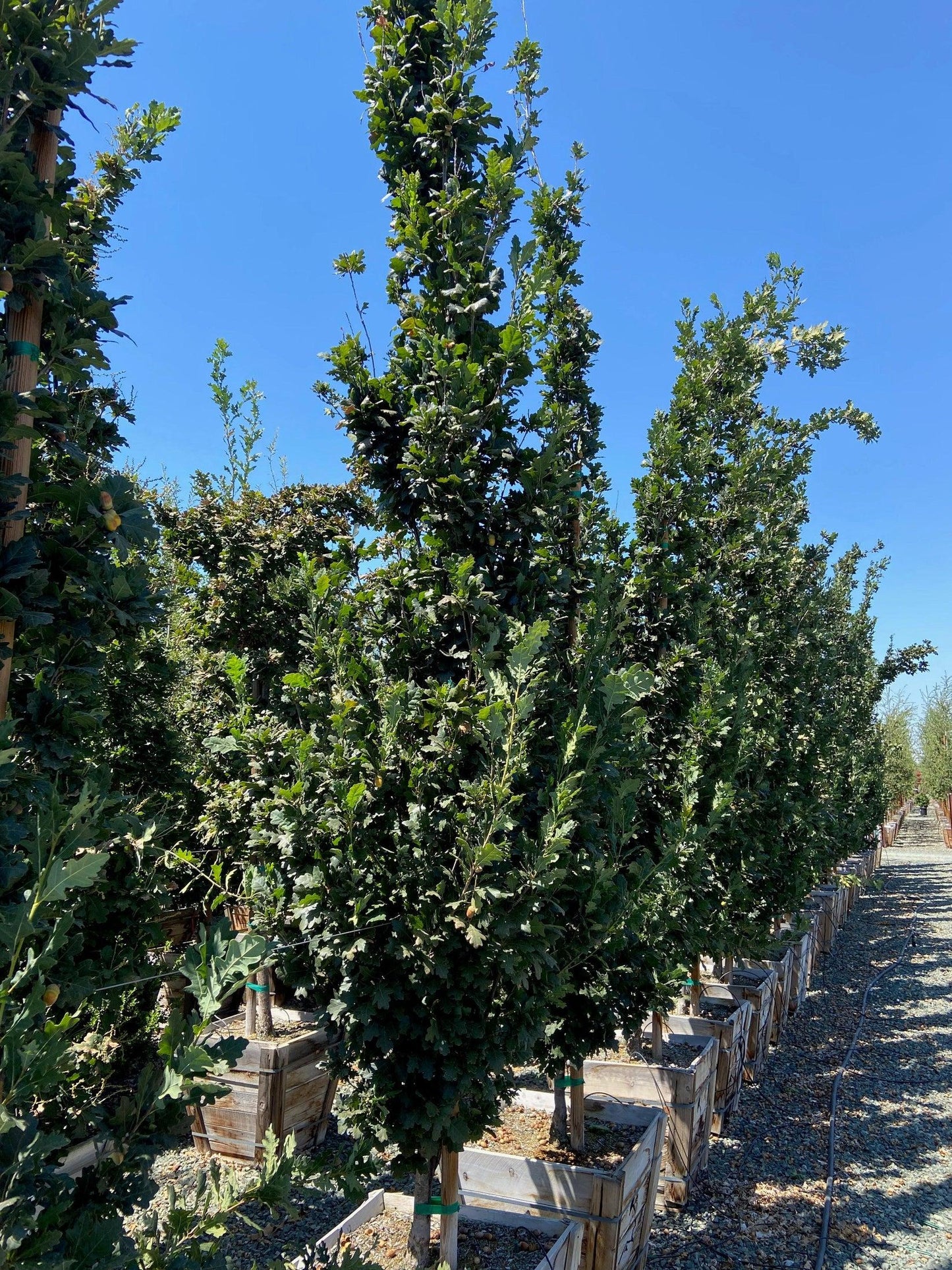 Quercus Robur Skinny Genes - View 9 from www redcrocus com